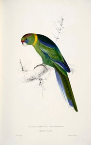 Barnardius zonarius de Edward Lear